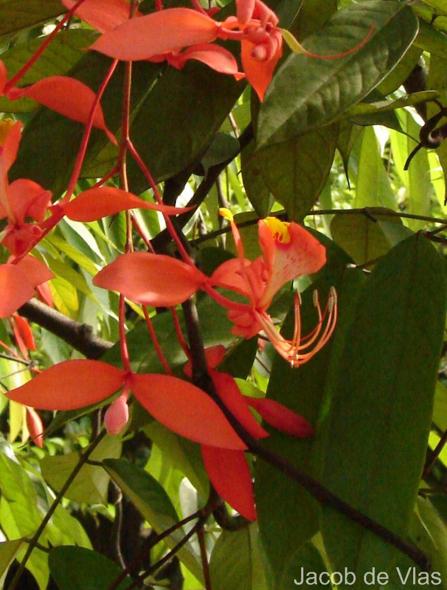 Amherstia nobilis Wall.